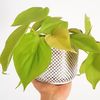 Philodendron Micans Lime