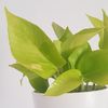 Pothos Neon