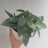 Philodendron hastatum "silver sword"