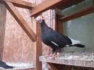 SAM_6935