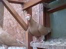 SAM_6944
