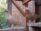SAM_6945