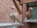 SAM_6946