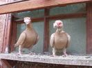 SAM_6947