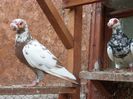 SAM_6957