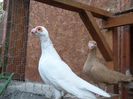 SAM_6967