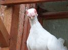 SAM_6968