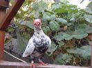 SAM_6978