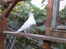 SAM_6983