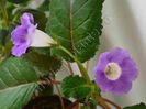 Sinningia Luci s Secret Name