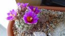 Mammillaria schumannii v. globosa