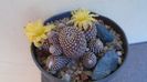 Copiapoa laui