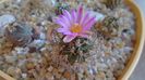 Turbinicarpus krainzianus v. lausseri