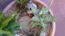 Aloe cv. Lizard Lips, tija florala