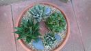 Grup de 4 Haworthia