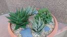Grup de 4 Haworthia