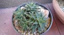 Aloe cv. Pepe
