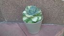 Agave isthmensis cv. Orhi Razin Shirifukurin