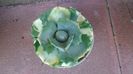 Agave isthmensis cv. Orhi Razin Shirifukurin