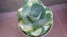 Agave isthmensis cv. Orhi Razin Shirifukurin