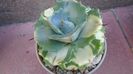 Agave isthmensis cv. Orhi Razin Shirifukurin