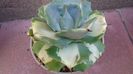 Agave isthmensis cv. Orhi Razin Shirifukurin