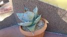 Agave titanota cv. White Ice