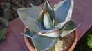 Agave titanota cv. White Ice