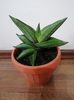 Sansevieria Almond jade