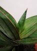 Sansevieria Almond jade
