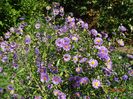 aster frickartii