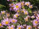 chrysanthemum Clara Curtis