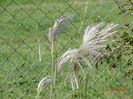 miscanthus sinensis Memory