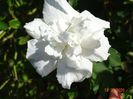 hibiscus syriacus White Chiffon