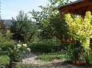 cotinus coggyria Golden Spirit si hydrangea pan. Chamaeleon