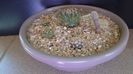 Grup de 5 Turbinicarpus