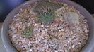 Grup de 5 Turbinicarpus