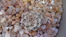 Turbinicarpus nikolae