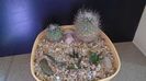 Grup de 6 cactusi