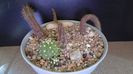 Grup de 5 cactusi