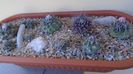 Grup de 9 Turbinicarpus