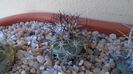 Turbinicarpus gielsdorfianus