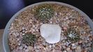 Grup de 3 Ariocarpus