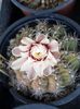 Gymnocalycium quehlianum-sfarsit de sezon