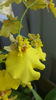 oncidium "SweetSugar"