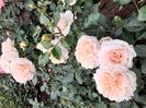 Pompon flower circus