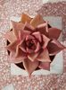 Echeveria agavoides Romeo Rubin