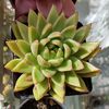 Echeveria agavoides