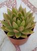 Echeveria agavoides
