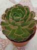Echeveria Brown Rose
